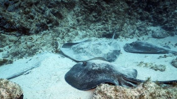 テネリフェ:ウミガメの生息地で楽しむスキューバダイビング&シュノーケリング(2種類のアクティビティ)