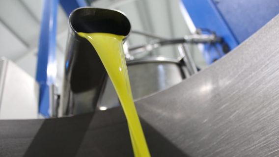 Guided tour and oil tasting at the Aceites Molisur factory