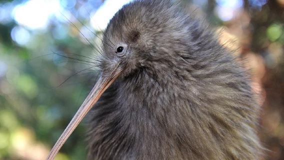 Waitomo CavesTours