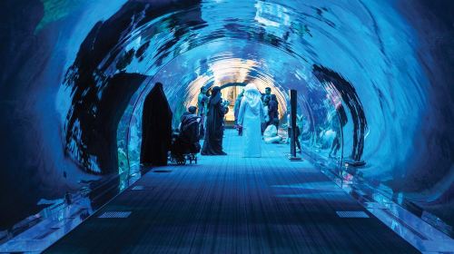 Dubai Attraction: Dubai Aquarium & Underwater Zoo Day Tours 3