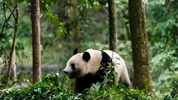 Departing from Chengdu: 1-Day Tour to Bifengxia (Direct from Chengdu/Pandas Exploring the Canyon)