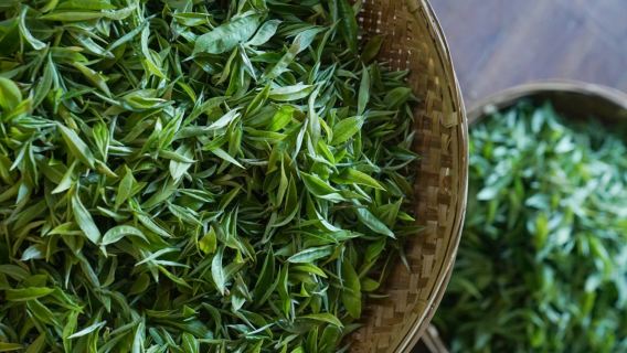 Una experiencia única en la montaña Cangshan: recolección de té en la plantación de 40 hectáreas de Cangshan (abierta de abril a octubre) - Dali - Disfruta de momentos inolvidables con Eatwith