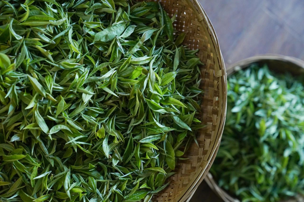 A Unique Date with Cangshan Mountain - Tea Picking Experience at the Hundred-Acre Tea Plantation (Open from April to October) - Dali - Eatwith Shared Moments