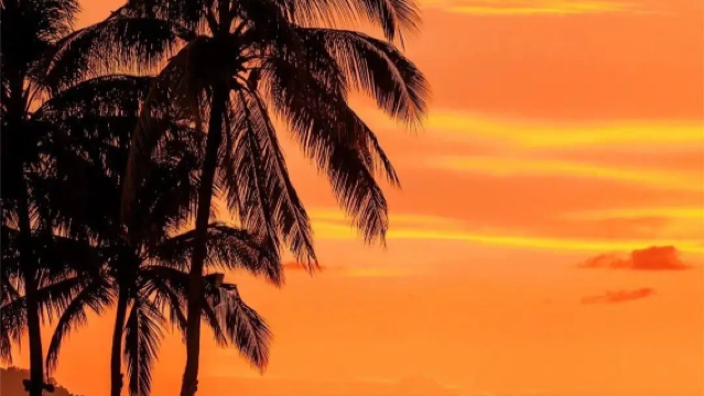 馬來沙巴紅樹林亞庇一日遊【kawa/海龜苑/天境/瑩河】