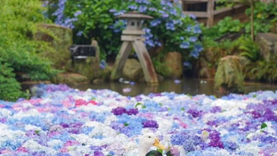 Ibaraki Panoramic Day Tour: Shikisai Flower Sea + Sea Torii Gate + Hydrangea Temple + Seafood Market