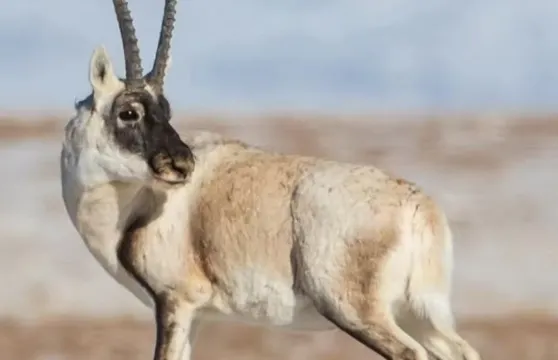【贈送氧氣】可可西里【生命樹拍攝地】玉珠峯+昆崙山口野生草原