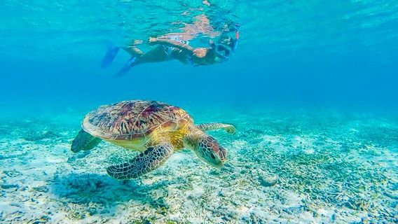 HonoluluTours