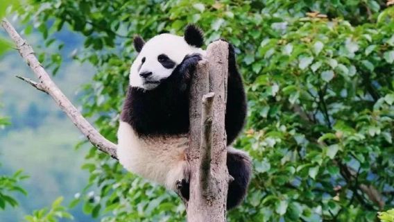 熊貓基地半日親子遊*成都三環內上門接送*含入場門票*純玩