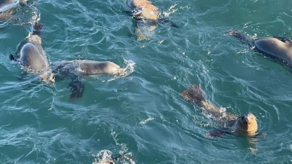 Full-Day Phillip Island Tour with Kangaroo, Koala and Penguin Parade