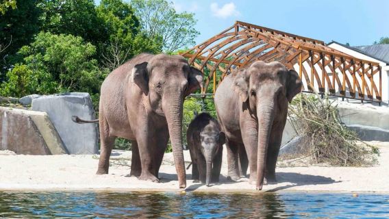 Amsterdam : Billet ARTIS Royal Zoo avec animaux sur le canal
