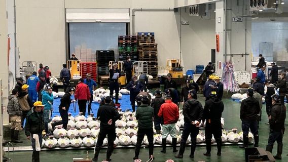 Chuyến phiêu lưu riêng tư đến chợ Toyosu và Tsukiji cùng phiên đấu giá cá ngừ
