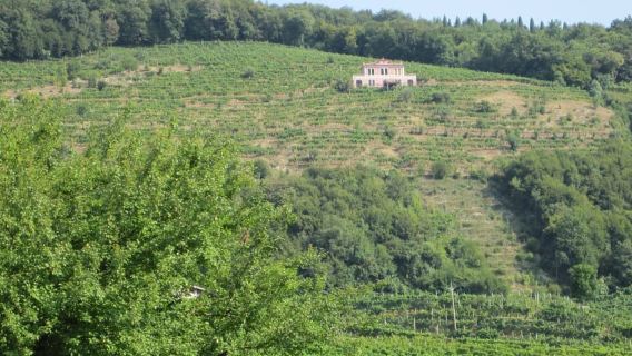 Visite de 8 heures avec dégustation de vins et de Prosecco au départ de Venise ou de Padoue