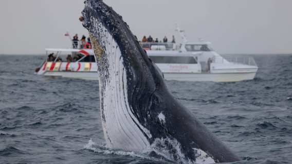 Pelayaran menonton paus selama 2 jam di Pelabuhan Sydney [Berangkat dari Circular Quay/Darling Harbour, tersedia beberapa waktu keberangkatan]