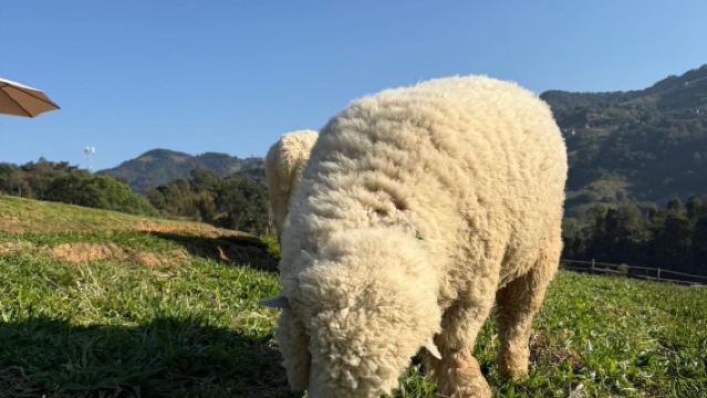 Chiang Mai Angel Waterfall Coffee + Sheep Farm 1-day tour (Private charter to popular photo spots with Chinese service)