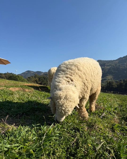 清邁天使瀑布咖啡+綿羊農場一日遊《中文包車打卡熱門出片景點》