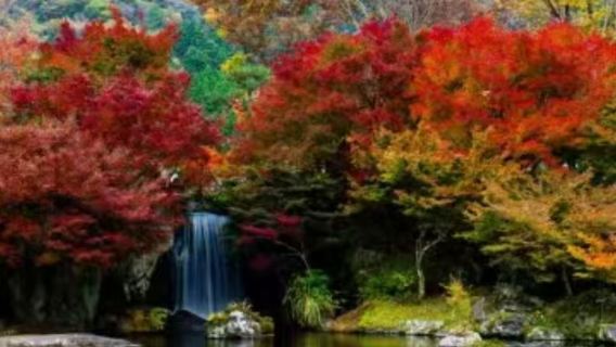 【楓葉季】 大分縣中津市+耶馬溪+耶馬溪公園 包車一日遊