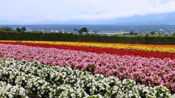 日本札幌富田農場＋雲霄飛車路＋四季彩之丘＋拼布之路花海全景