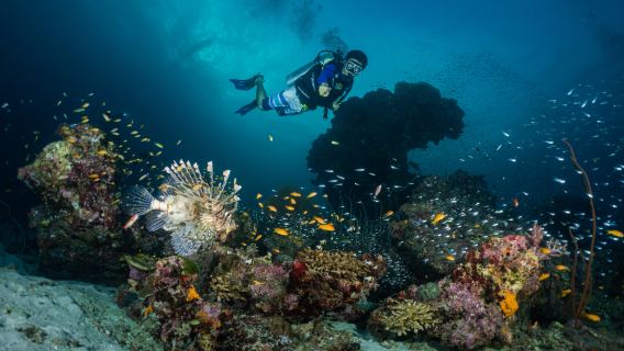 Погружение с аквалангом на Симилане в Таиланде|дайвинг с проживанием на яхте|подводное плавание с аквалангом + ночное погружение