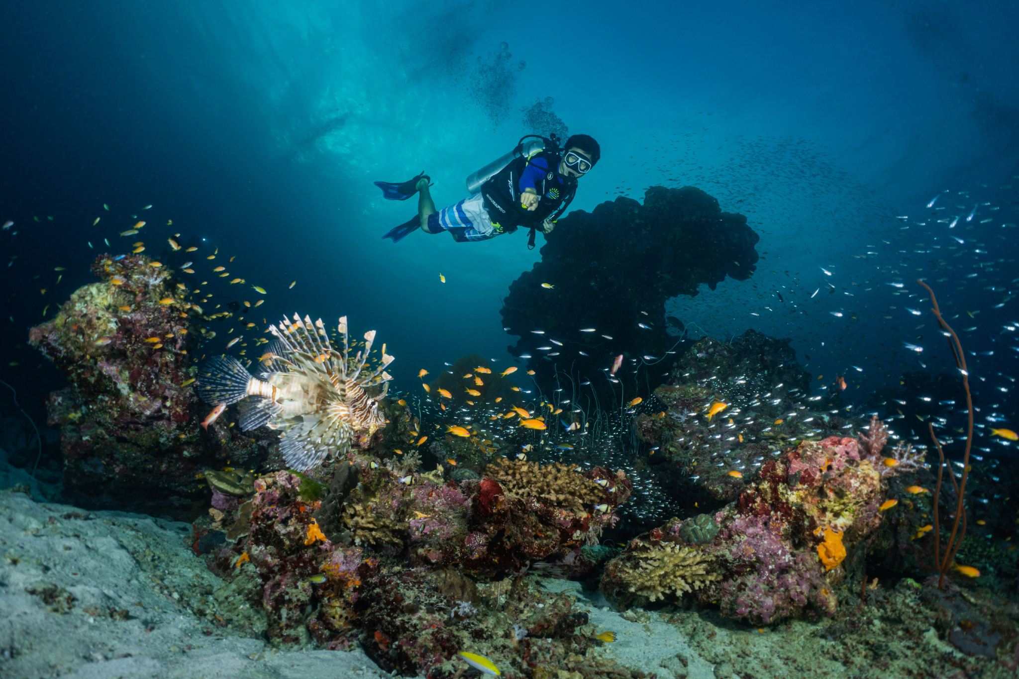 Deep diving in Thailand's Similan Islands|Liveaboard diving|scuba diving + night dive