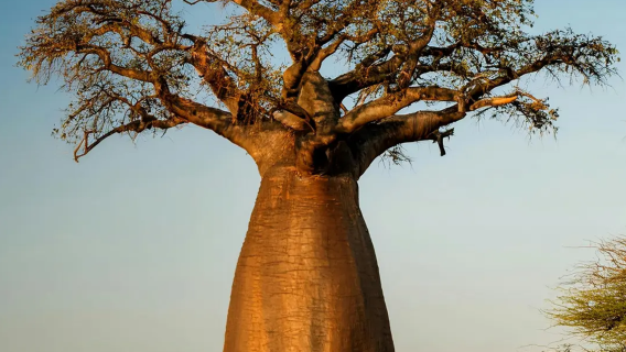 馬達加斯加境內/中文導遊/地陪嚮導/展會翻譯/商務翻譯/溝通無障礙