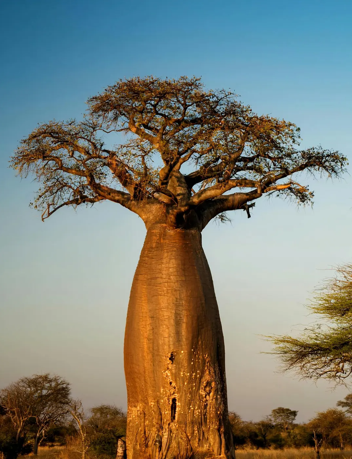 馬達加斯加境內/中文導遊/地陪導遊/展會翻譯/商務翻譯/溝通無障礙