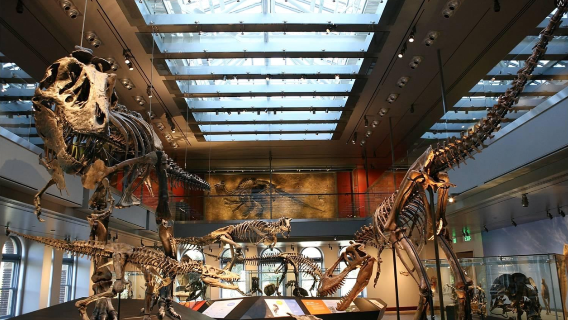 洛杉磯親子包車一日遊，自然歷史博物館+天文台（中/英司機）