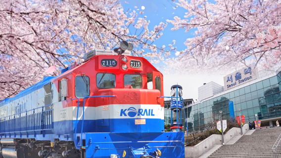 [Seoul Departure] Jinhae Romantic Cherry Blossom Avenue One-Day Tour