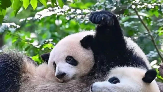 成都大熊貓繁育基地+三星堆博物館【2-8人團/大團/含門票】