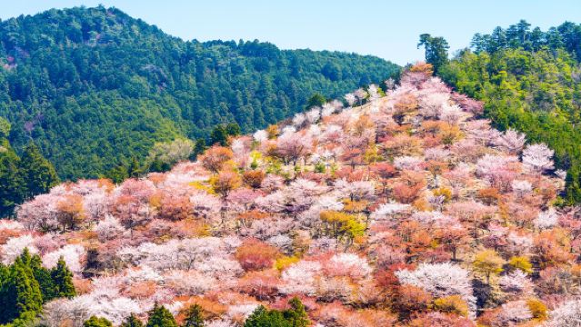 [เฉพาะฤดูซากุระ] ทัวร์ 1 วัน โอซากะ สวนสาธารณะนาระ เล่นกับกวางน่ารัก + ชมซากุระที่ภูเขาโยชิโนะ