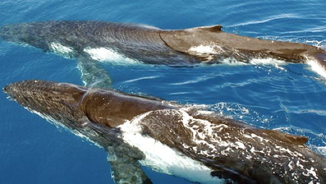 Porto di Sydney: crociera per l'osservazione delle balene + colazione/pranzo
