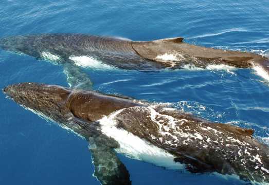 Sydney Harbour: Whale Watching Cruise + Breakfast/Lunch AUD 104.73