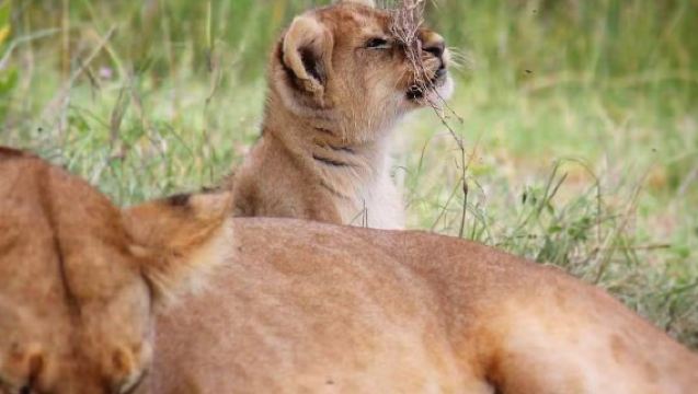 Migrasi Besar Haiwan Tanzania | Pemandu Pelancong Tempatan | Perkhidmatan Sambutan Tempatan Lawatan Bebas Disesuaikan