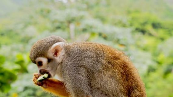 From Bayahibe: Half Day Monkeyland Safari