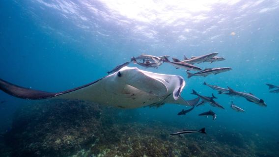 Byron Bay: Snorkeling Tour at Julian Rocks, Nguthungulli
