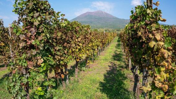 Pompeii: Wine Tasting Experience, Vineyards Tour and Lunch