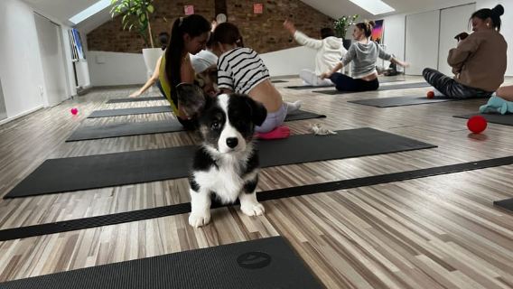 Puppy Yoga in Riga