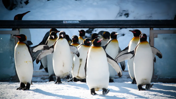 Hokkaido Sapporo andata e ritorno: Zoo di Asahikawa + Terrazza degli Spiriti + Stagno Blu + Cascata Shirohige itinerario regolabile