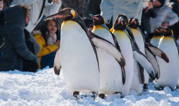 Asahikawa Zoo Day Tour