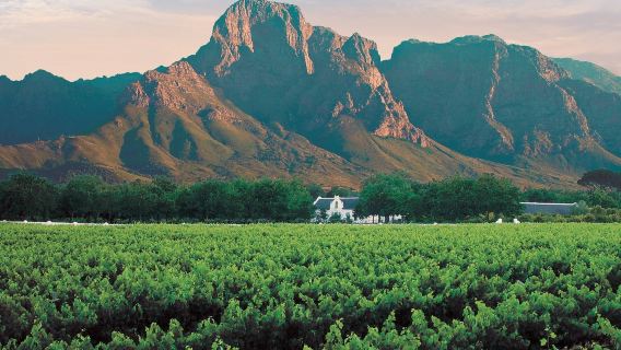 Winelands & Stellenbosch-Franschhoek: Private Wine Tasting Tour