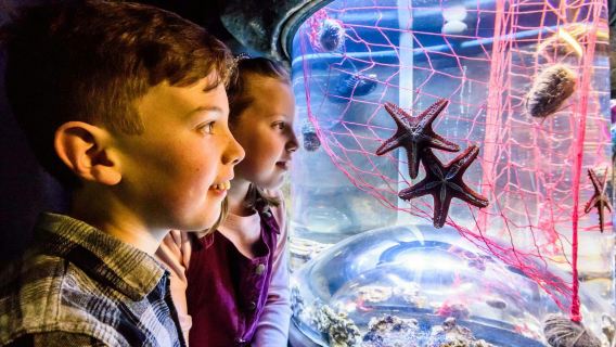 SEA LIFE Brighton: Standard Ticket
