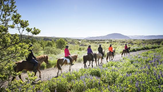 Horseback Riding with Icelandic Horses through the Lava Fields of Hafnarfjörður