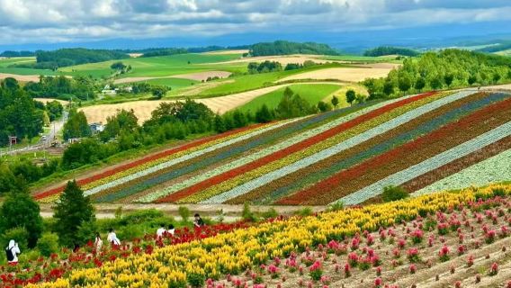 Hokkaido Biei Blue Pond Four Seasons Color Hill Furano Forest Fairy Terrace one-day tour