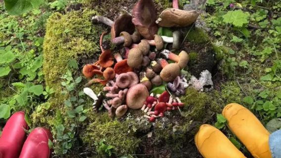 Yunnan Xishuangbanna-Menghun Town one-day tour | Departure to Pick Mushrooms & Pick Mushrooms & Rainforest Hiking