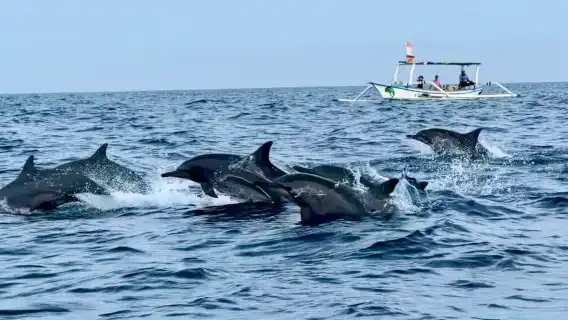 杜拜一日遊|阿曼追海豚|浮潛|酒店接送|英文司機