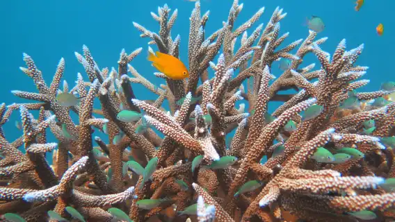 プーケット発:ピーピー諸島、マヤ湾&カイ島日帰りツアー|無料Wi-Fi|パワーカタマラン