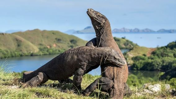 Tour a Isla Komodo: Aventura en lancha rápida con recogida en el hotel en Labuan Bajo