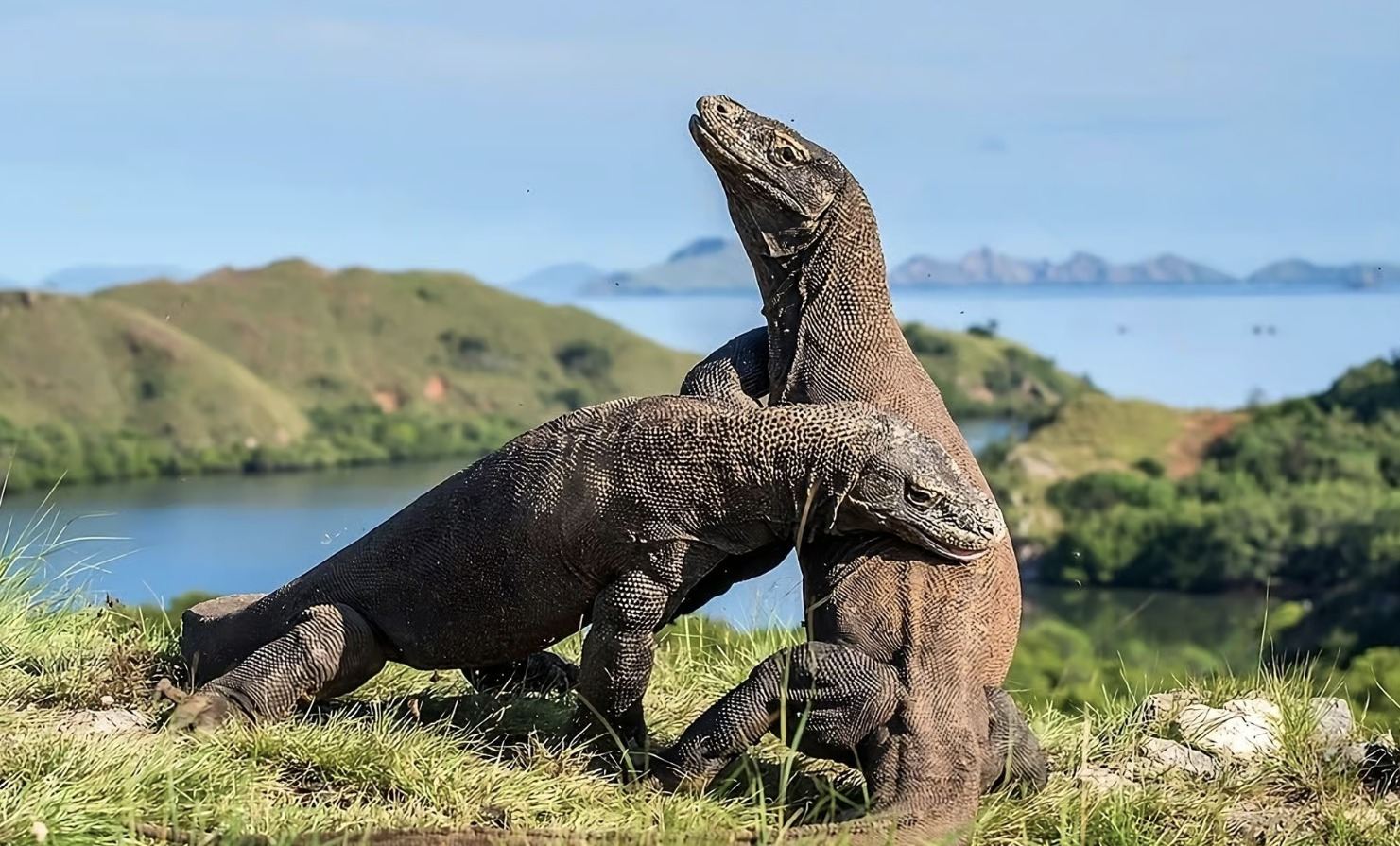 Tour to Komodo Island: Fastboat Adventure with Hotel Pickup in Labuan Bajo