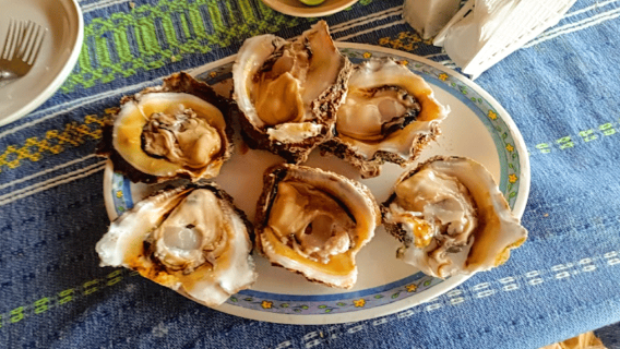 From Oaxaca City: Puerto Escondido Freediving Experience