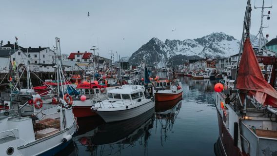 Lofoten Scenic Sightseeing Tour: Half day tour