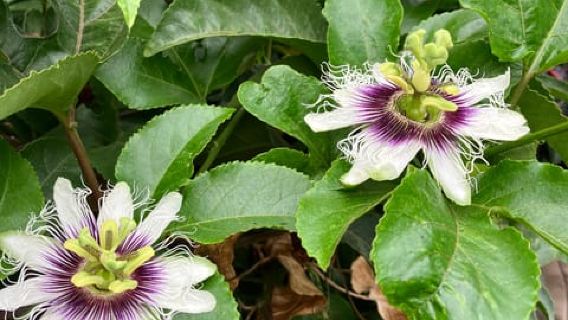 Madeira: Banana Plantation Guided Tour with Tasting